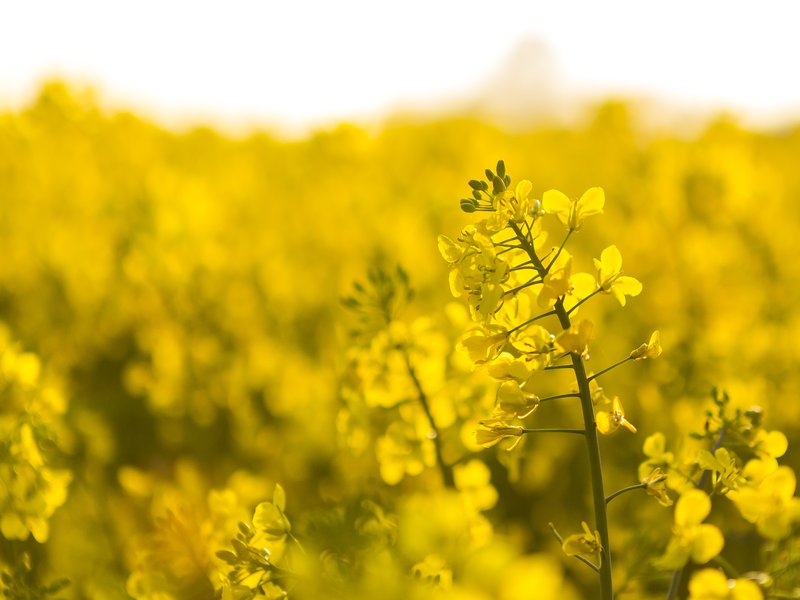 Rape field
